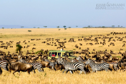 Tanzania - điểm đến hấp dẫn tại châu Phi