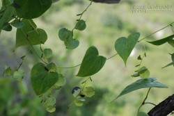 Cây nần vàng- Tiên dược tuyệt hảo cho người mắc bệnh tim vàng máu nhiễm mỡ