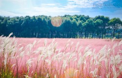 Cánh đồng cỏ màu hồng đẹp khó tin tại Trung Quốc