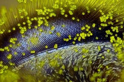 Ảnh mắt ong mật giành giải chụp ảnh qua kính hiển vi