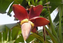 Bất ngờ 7 công dụng từ loài hoa trị bệnh về tim , phổi, đau thắt ngực, dạ dày, tiêu chảy