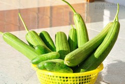 Những công dụng chữa bệnh quá tuyệt vời của quả mướp