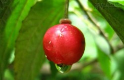 Tác dụng chữa bệnh như 1 loại biệt dược của cây, quả trứng cá