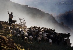 Câu chuyện về người nông dân chăn cừu và anh hàng xóm làm nghề thợ săn