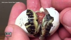 Đập vỡ quả trứng rùa và phát hiện điều khủng khiếp bên trong