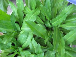 Khám phá những công dụng chữa bệnh thần kỳ từ lá ngò gai