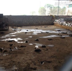 Hà Nội: Cả khu dân cư khốn đốn vì bị nước tiểu bò… tấn công