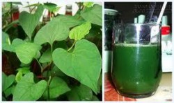 Rau diếp cá trị mụn cực hiệu quả