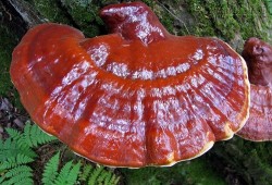 Nấm lim xanh liệu có phải là thần dược trị bệnh nan y