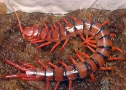 Mẹo cấp cứu ai cũng phải biết phòng khi chẳng may bị rết cắn