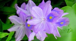 Bèo tây: Công dụng quý không ngờ đừng ai bỏ phí!