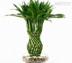6 loại cây cảnh giúp rước tài lộc cho dân công sở