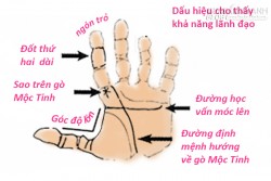 Những dấu hiệu trên bàn tay cho thấy bạn có số làm lãnh đạo