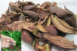 Sâm đại hành có chữa được ung thư máu?