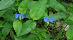 Bất ngờ với loại cỏ dại trị bệnh phong thấp, tăng huyết áp, mụn nhọt, kiết lị, viêm họng, bí tiểu.