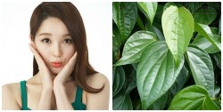 Trị nám bằng lá trầu: Vừa nhanh vừa hiệu quả lại đảm bảo an toàn