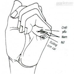 Xem đường con cái trên bàn tay