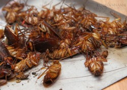 Mách bạn 9 cách tiêu diệt gián siêu hiệu quả mà không phải ai cũng biết