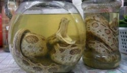 Chết đứng khi thấy rắn há mồm cắn người sau 3 tháng ngâm rượu