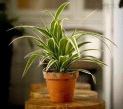 Trưng cây cảnh theo mệnh, người người hưởng lộc