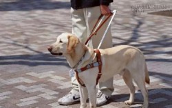 Tại Đức, một người mù dẫn theo chú chó chỉ đường đi xe buýt, mọi người trên đường đối xử như thế này…