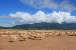 Cánh đồng cừu đẹp mê hồn ở Ninh Thuận