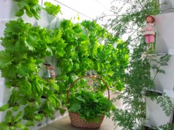 3 phương thức trồng rau đơn giản tại nhà, rất tiện lợi cho các chị em