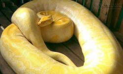 Phân biệt con nưa và con trăn để không chết oan