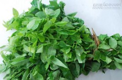 Chọn rau ngót an toàn để phòng ngộ độc