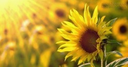 10 Câu nói - 10 Giây để hiểu rõ cuộc đời