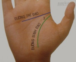 Xem đường Trí Tuệ trong lòng bàn tay