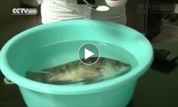 Hết hồn với chất bột lạ làm hồi sinh cá sắp chết chỉ trong tích tắc