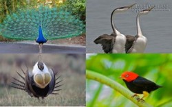 Những vũ điệu tán tỉnh kỳ quặc của loài chim