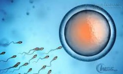 Thực phẩm giúp quý ông bảo vệ tinh binh tăng khả năng làm bố