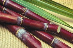 Người bị viêm dạ dày mạn tính, táo bón, khí hư nên biết cách tận dụng loại cây này!