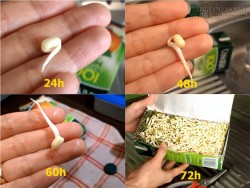 Trồng giá đỗ dễ dàng trong hộp sữa, phải làm để có ngay rau sạch