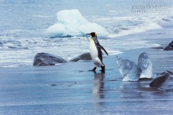 Bí quyết tránh tai nạn máy bay có thể đến từ... chim cánh cụt