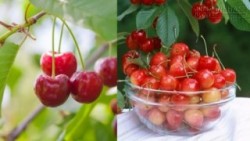 Cách trồng cherry sai trĩu quả ngay trong nhà khiến ai cũng mê mẩn