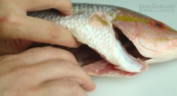 Quan niệm sai lầm khi ăn trứng và gan cá