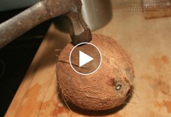 Cách tách vỏ dừa còn nguyên quả trong 30 giây