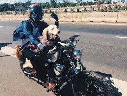 Phong trào đi phượt cùng thú cưng nở rộ ở phương Tây