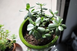 5 loại cây thu hút tài lộc, giúp gia chủ may mắn và giàu có
