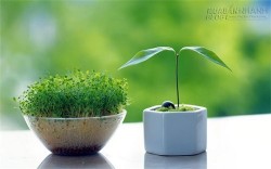 6 chòm sao luôn nói không với chiêu trò