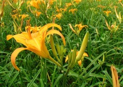 Công thức pha chế trị bệnh xương khớp hiệu quả