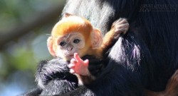 Khỉ con lông vàng giống hệt Tôn Ngộ Không gây sốt khắp nước Úc