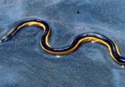 Loài rắn biển cực độc xuất hiện trở lại ở California sau 30 năm