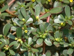 Bất ngờ với loài cây chữa bệnh trĩ, ho ra máu, đau răng, rắn cắn