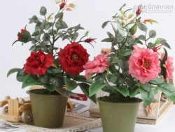 Trồng 3 cây này trong nhà, bạn sẽ không bao giờ gặp bác sỹ nữa