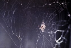 Làm thế nào để rút sạch tơ bên trong một con nhện