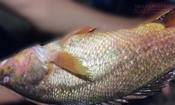 Đánh lưới đêm bắt được cá sủ vàng tiền tỷ trên sông Đồng Nai
